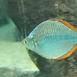 Neon Dwarf Rainbowfish, photo 12
