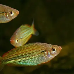 Fly River Rainbowfish