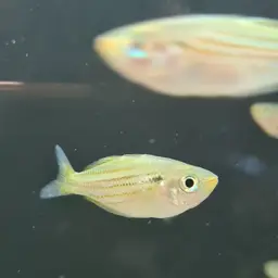 Fly River Rainbowfish, photo 2