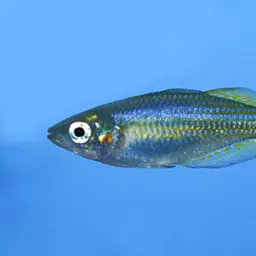 Rainbowfish