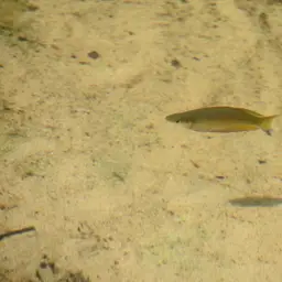 Rainbowfish, photo 3