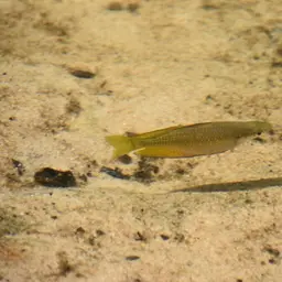 Rainbowfish, photo 4