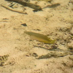 Rainbowfish, photo 5