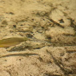 Rainbowfish, photo 6