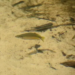 Rainbowfish, photo 7