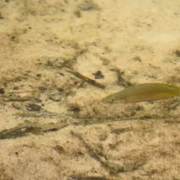 Rainbowfish, photo 8