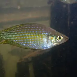 Rainbowfish, photo 9
