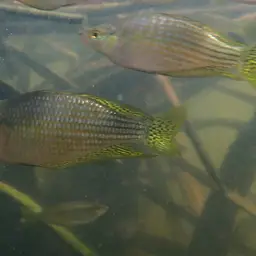 Rainbowfish, photo 10