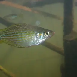 Rainbowfish, photo 11