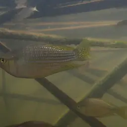 Rainbowfish, photo 12