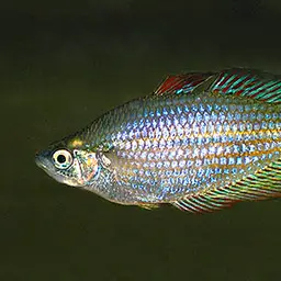 Eastern Rainbowfish
