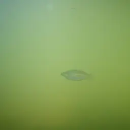 Eastern Rainbowfish, photo 3