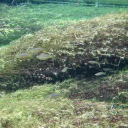 Eastern Rainbowfish, photo 4