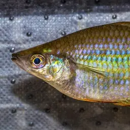 Eastern Rainbowfish, photo 5