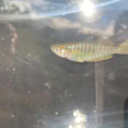 Eastern Rainbowfish, photo 6
