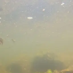 Eastern Rainbowfish, photo 9