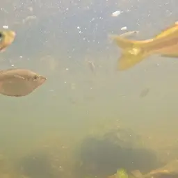 Eastern Rainbowfish, photo 11