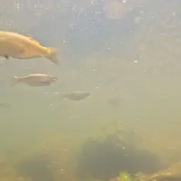 Eastern Rainbowfish, photo 12