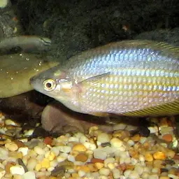 Eastern Rainbow Fish