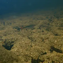 Eastern Rainbow Fish, photo 7