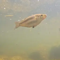 Eastern Rainbow Fish, photo 8