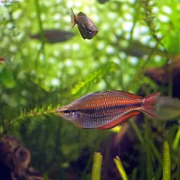 Banded Rainbowfish
