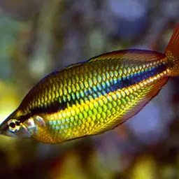 Banded Rainbowfish, photo 2