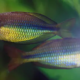 Banded Rainbowfish, photo 3