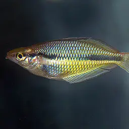 Banded Rainbowfish, photo 4