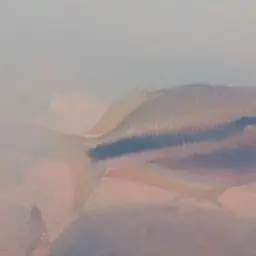 Banded Rainbowfish, photo 5
