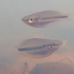 Banded Rainbowfish, photo 6