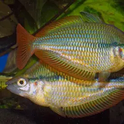 Banded Rainbowfish, photo 7