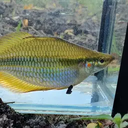 Banded Rainbowfish, photo 8