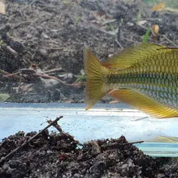 Banded Rainbowfish, photo 9