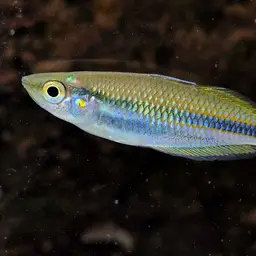 Banded Rainbowfish, photo 10