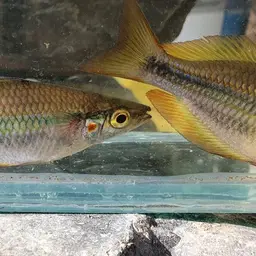 Banded Rainbowfish, photo 11