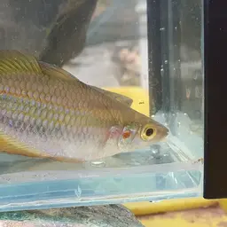 Banded Rainbowfish, photo 12
