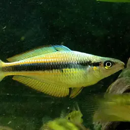 Van Heurn's Rainbowfish, photo 1