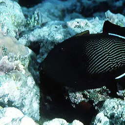 Black-finned Triggerfish, photo 1