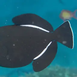 Black-finned Triggerfish, photo 2