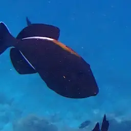 Black-finned Triggerfish, photo 3