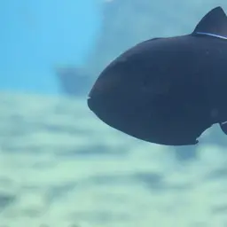 Black-finned Triggerfish, photo 4