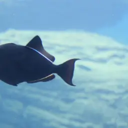 Black-finned Triggerfish, photo 5