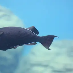 Black-finned Triggerfish, photo 6