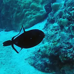 Black-finned Triggerfish, photo 7