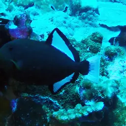Black-finned Triggerfish, photo 8