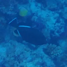 Black-finned Triggerfish, photo 9