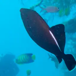 Black-finned Triggerfish, photo 10