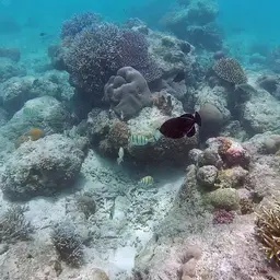 Black-finned Triggerfish, photo 11