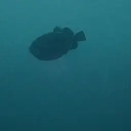 Black-finned Triggerfish, photo 12